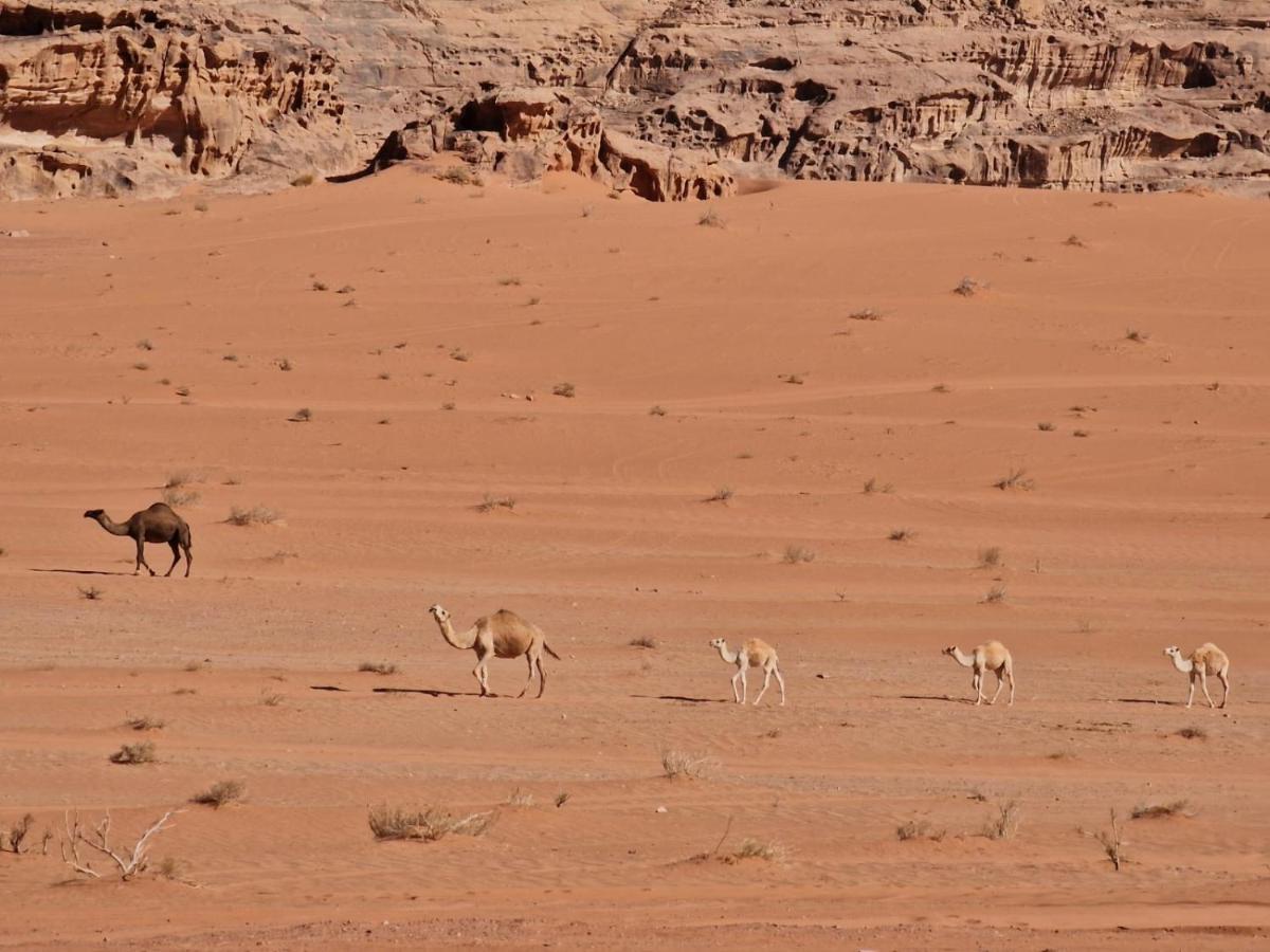 Wadi Rum Story Eksteriør billede